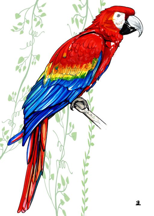 25 Easy Parrot Drawing Ideas - How to Draw a Parrot