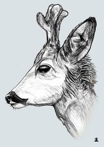 Young deer (blue grey background) - Zebrito Art
