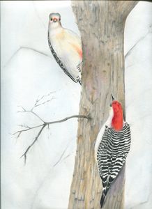 Red-bellied Woodpeckers, A Chance En
