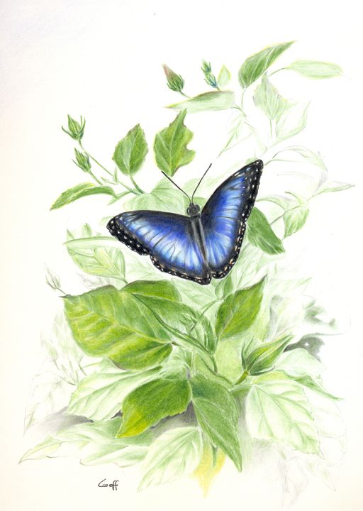 Blue Morpho Butterfly - Pen's Pix