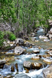 Spearfish Creek in the Black Hills