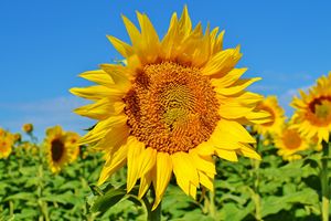 Sunflower w/ bee