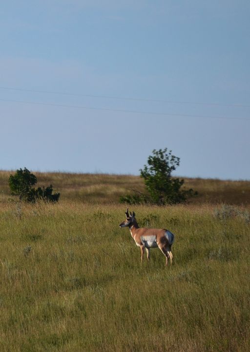 Pronghorn antelope in field - 56th Street Photo