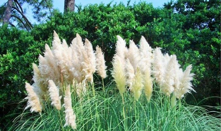 Cattail Bush - CreativeSoul - Photography, Flowers, Plants, & Trees ...