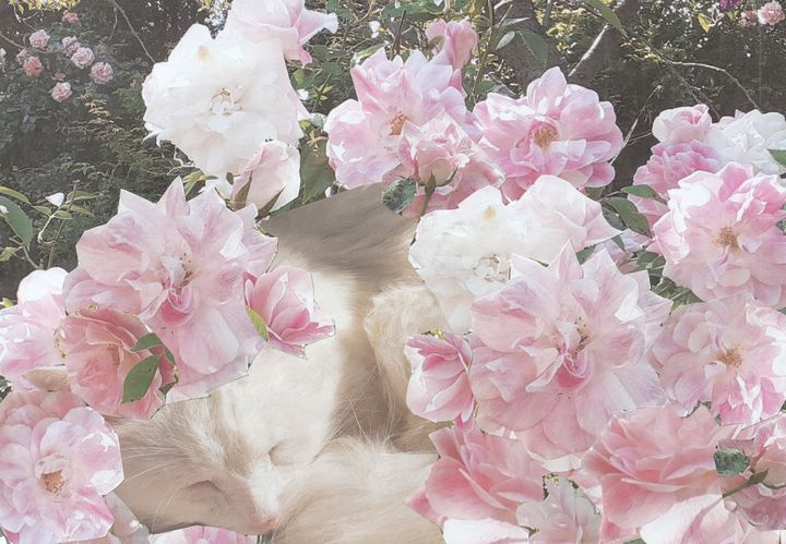 The Cat in the Flowers - Alana Monet