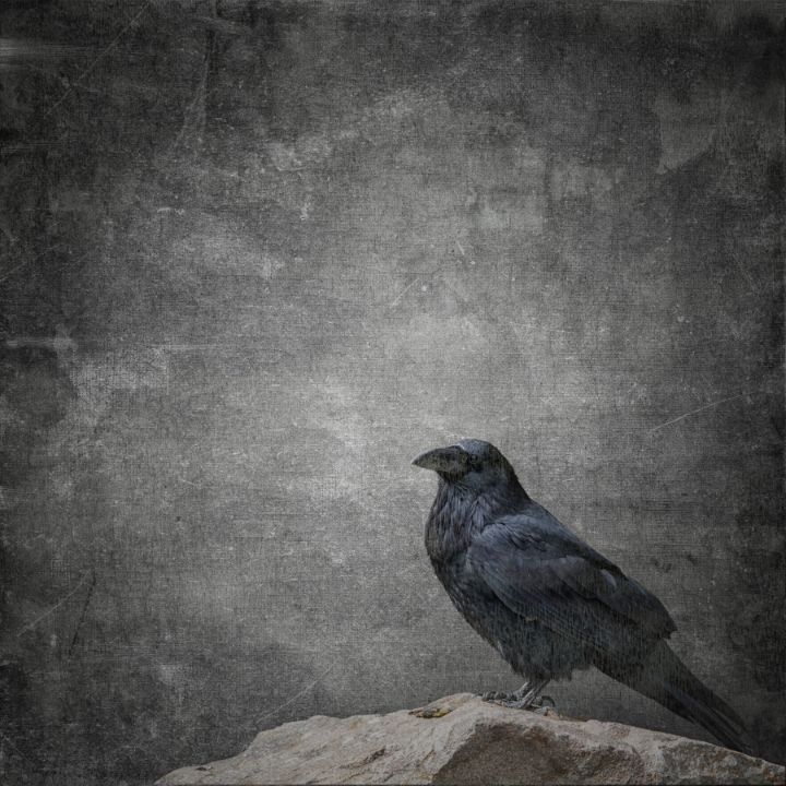 Gothic Raven - Black Bird - James DeFazio Photography - Digital Art,  Animals, Birds, & Fish, Birds, Ravens & Crows - ArtPal