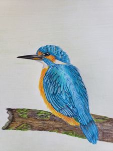 Color pencil art - Hems - Drawings & Illustration, Animals, Birds, & Fish,  Birds, Kingfisher - ArtPal