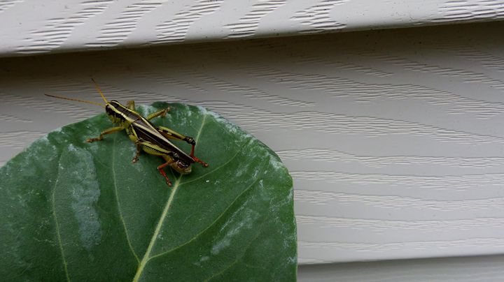 Tranquil Grasshopper - Art Lifestyle