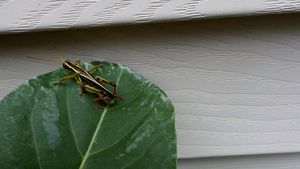 Tranquil Grasshopper