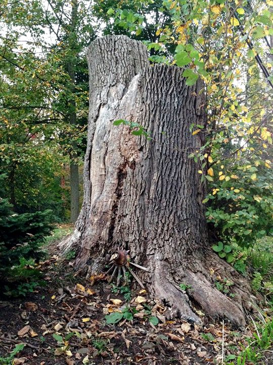 Wise Tree - Art Lifestyle