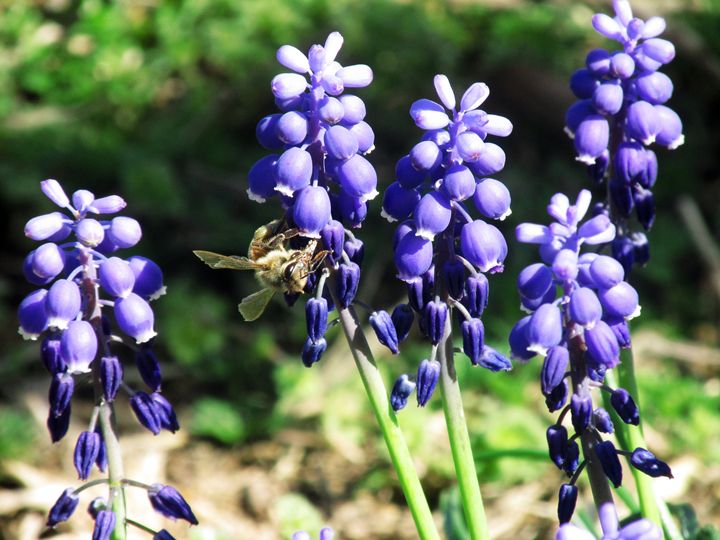 Spring Bee - Lenorah Dowler