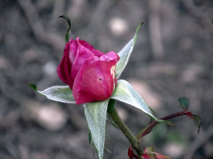 Pink Rosebud - Lenorah Dowler