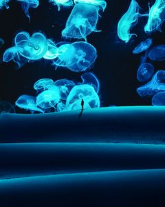 Jellyfish Dunes