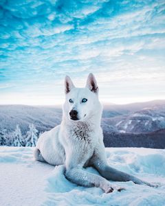 Wolf Mountain