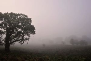 Morning Fog In Richmond Park London