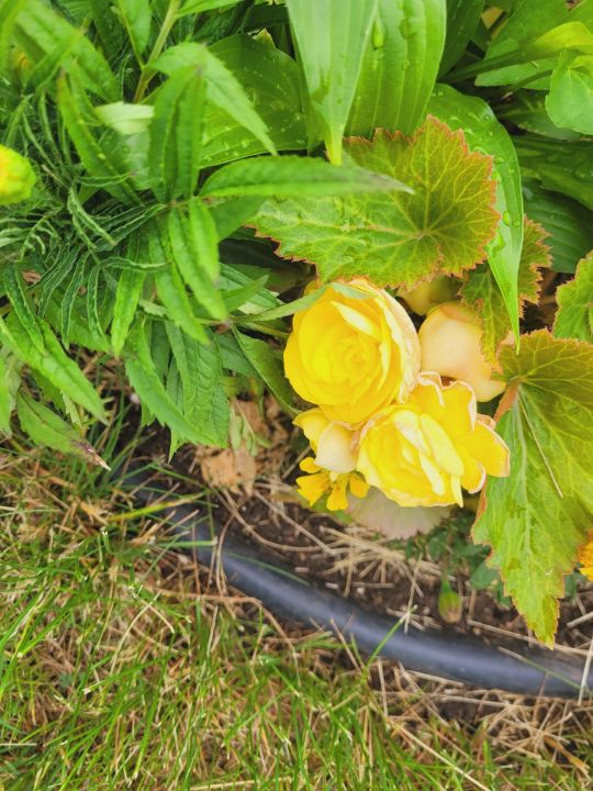 Hidden treasures forty seventh fred photography flowers plants