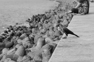 Thinking crow - Sujay Uikey