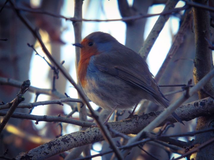 When Robins are near..... - Infinity Photography - Paintings & Prints ...