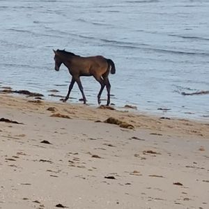 Beach pony