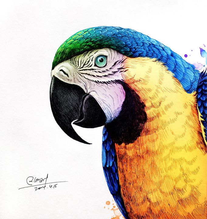 Macaws - Rlon