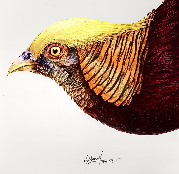 Golden Pheasant - Rlon