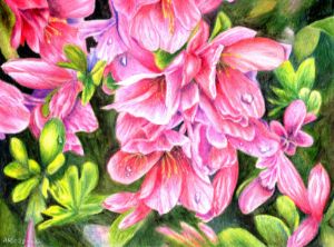 A Spring Azalea - AMBnaturespace