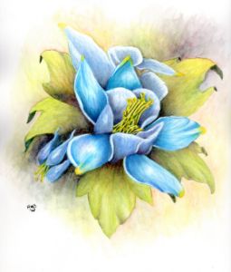 Columbine1 - AMBnaturespace