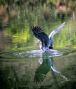 Great Blue Heron - Jaffa Orange Photography