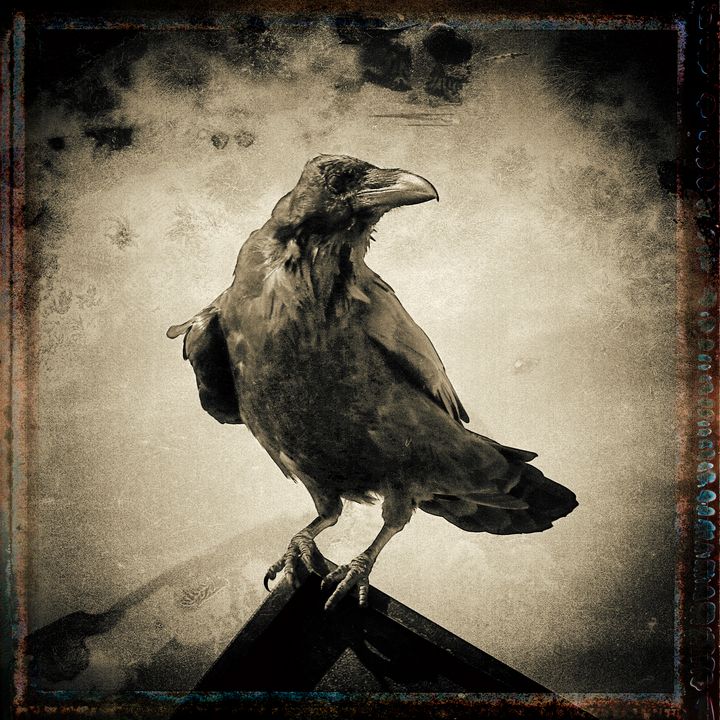 Vintage Raven - Jaffa Orange Photography