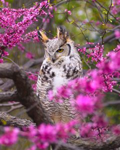 Spring Owl