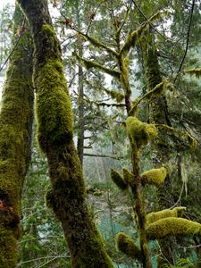Heavy Moss on the Cowichan River
