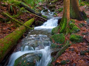 Mt. Finlayson,Vancouver Island, B.C.