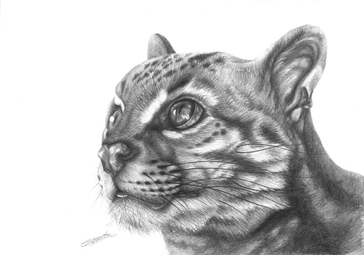 Wild Cat Pencil Drawing - CJCoates - Drawings