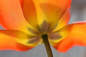 Illuminated Tulip