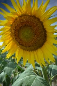 Sunflower Shining Bright