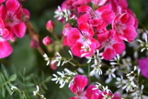 Pink Impatiens with Baby's Breath