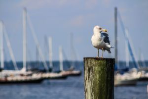 Seagull on a Pier