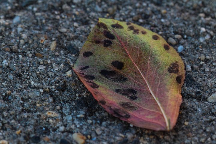 Macro image of leaf - Olivia Braccio