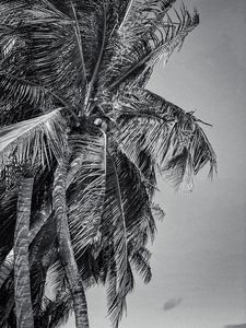 Palms in Puerto