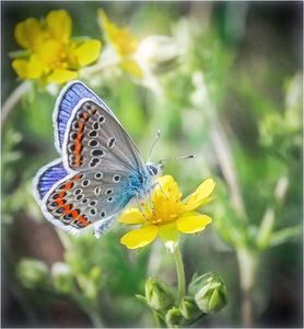 EASTERN BLUE Butterfly