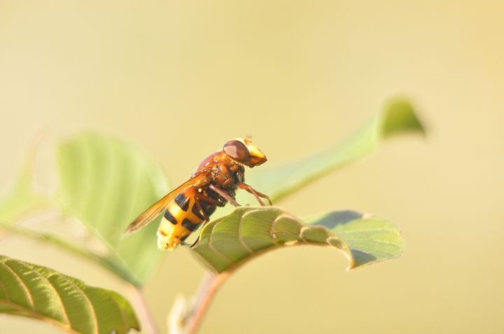 Imposter fly - Somezo Art - Photography, Animals, Birds, & Fish, Bugs ...