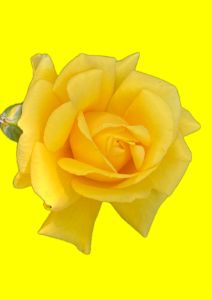 Susan’s yellow rose.