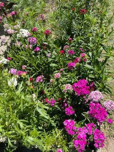 2023 wildflowers