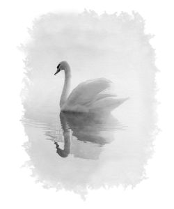 Swan - Karl Knox Images