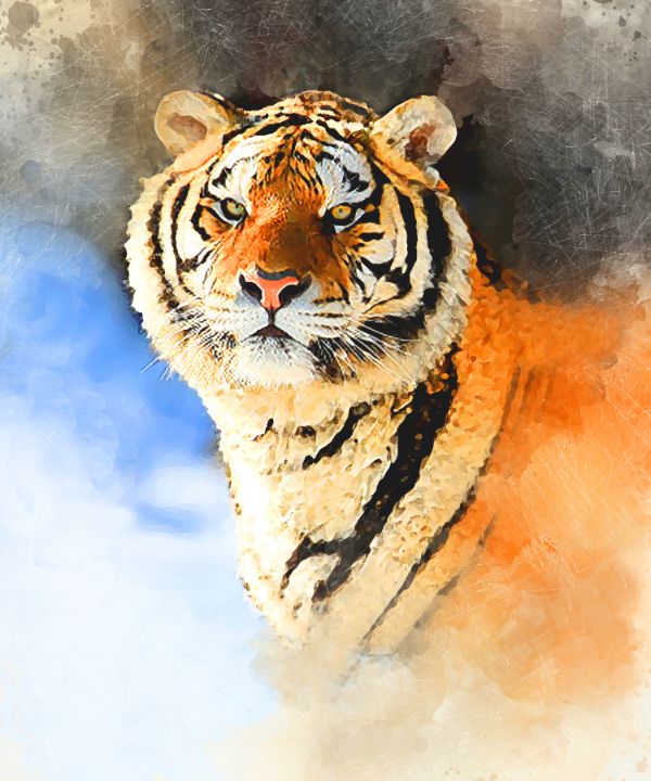 Tiger - Karl Knox Images