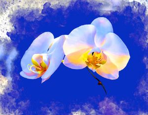 White Orchid on Blue - Karl Knox Images