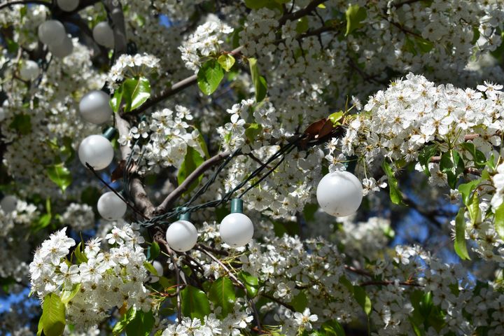 White Lights White Flowers Imagination Artwork By Alex Howell Photography Flowers Plants Trees Trees Shrubs Other Trees Shrubs Artpal