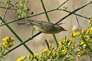 bird willow warbler