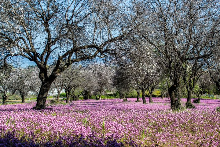 Cyprus spring time purple field - Evripidou M - Photography, Landscapes ...