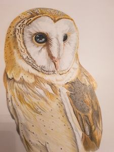 Colour pencil barn owl